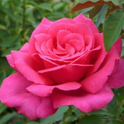 Parole ® Hybrid Tea Roses garden rose bushes potted or bare root plants