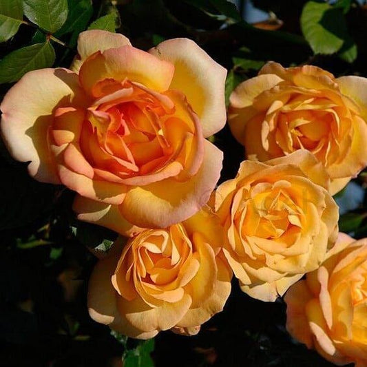 Parure D'or ®' Climbing Roses garden rose bushes potted or bare root plants