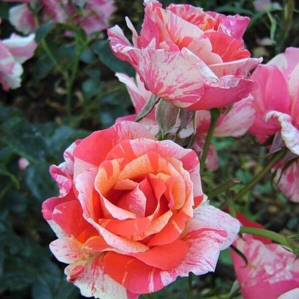 Paul Gauguin ® Floribunda Roses garden rose bushes potted or bare root plants