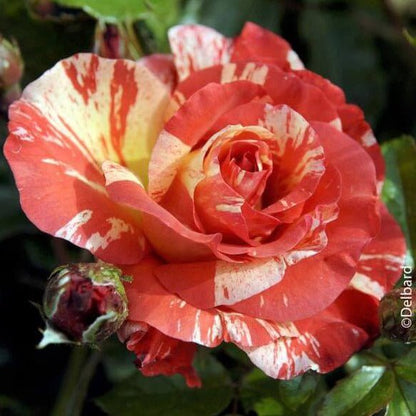 Paul Gauguin ® Floribunda Roses garden rose bushes potted or bare root plants