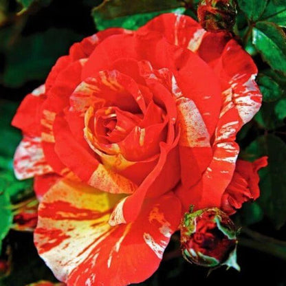 Paul Gauguin ® Floribunda Roses garden rose bushes potted or bare root plants