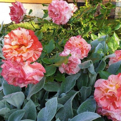 Paul Gauguin ® Floribunda Roses garden rose bushes potted or bare root plants