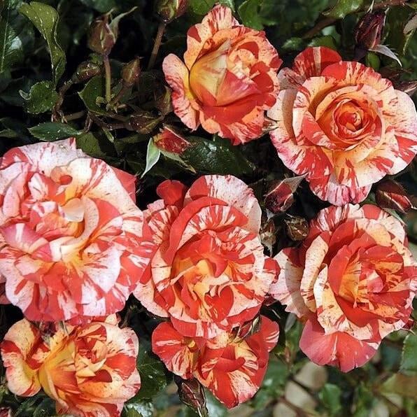 Paul Gauguin ® Floribunda Roses garden rose bushes potted or bare root plants