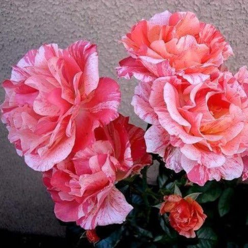 Paul Gauguin ® Floribunda Roses garden rose bushes potted or bare root plants