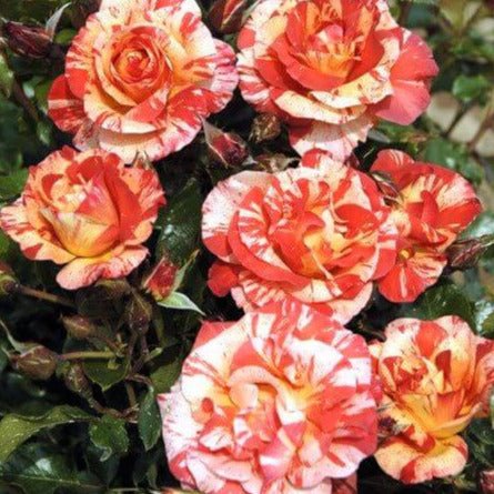 Paul Gauguin ® Floribunda Roses garden rose bushes potted or bare root plants