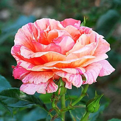 Paul Gauguin ® Floribunda Roses garden rose bushes potted or bare root plants