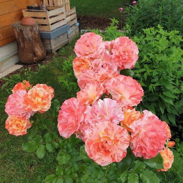 Paul Gauguin ® Floribunda Roses garden rose bushes potted or bare root plants