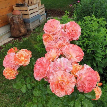 Paul Gauguin ® Floribunda Roses garden rose bushes potted or bare root plants