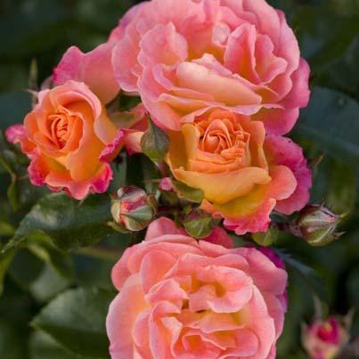 Peach Drift ® Floribunda Roses garden rose bushes potted or bare root plants