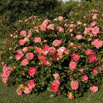 Peach Drift ® Floribunda Roses garden rose bushes potted or bare root plants