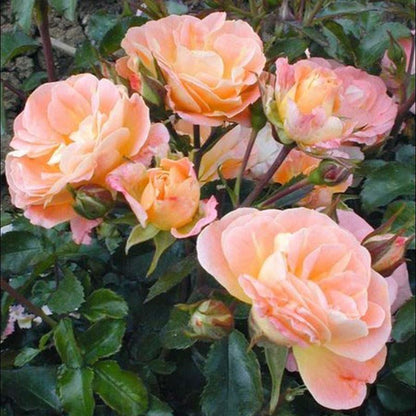 Peach Drift ® Floribunda Roses garden rose bushes potted or bare root plants