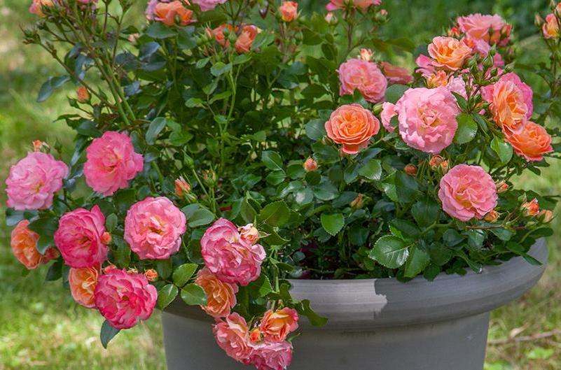 Peach Drift ® Floribunda Roses garden rose bushes potted or bare root plants