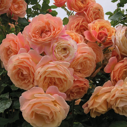 PEACH MELBA ®' Climbing Roses garden rose bushes potted or bare root plants