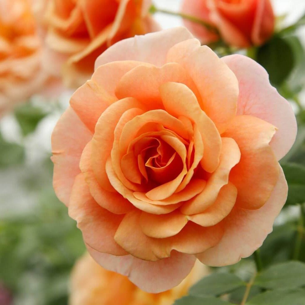 PEACH MELBA ®' Climbing Roses garden rose bushes potted or bare root plants