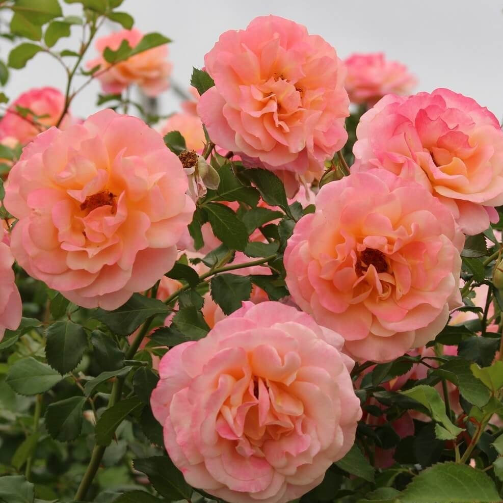 PEACH MELBA ®' Climbing Roses garden rose bushes potted or bare root plants