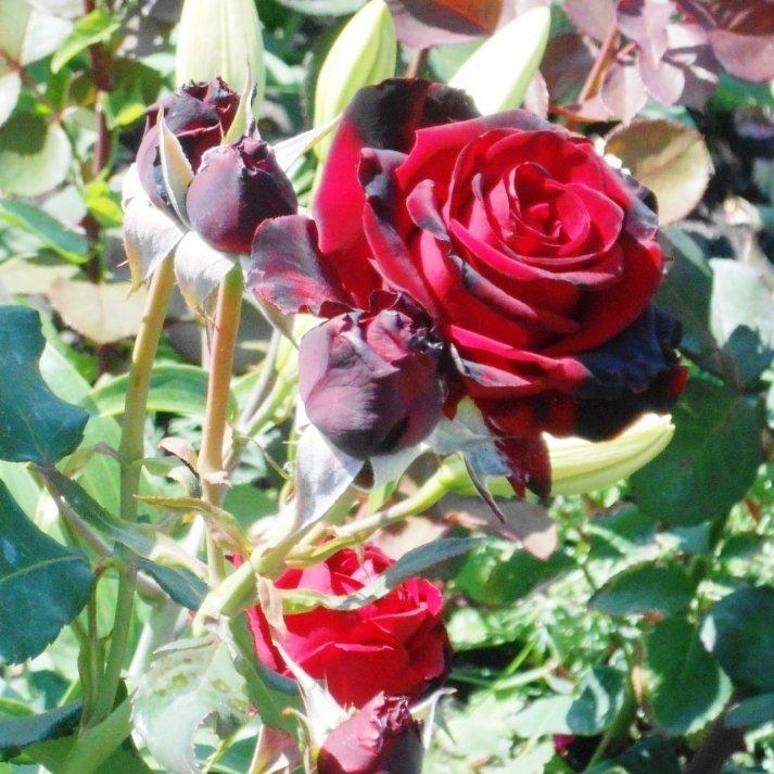 Perle Noire ® Hybrid Tea Roses garden rose bushes potted or bare root plants