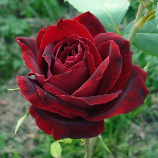 Perle Noire ® - French hybrid tea rose bred by Georges Delbard