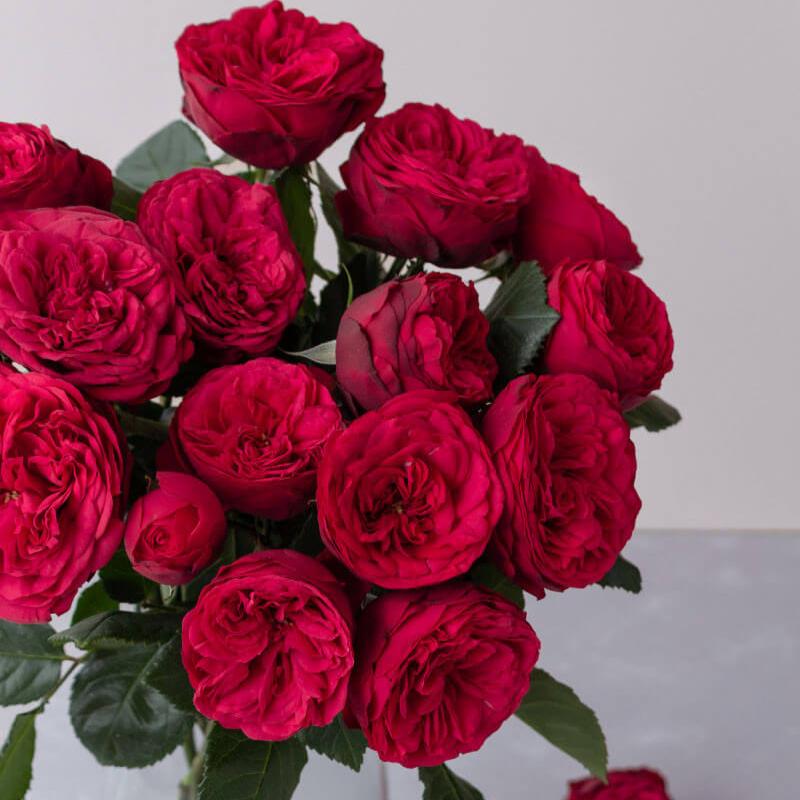 Famous Tea Roses Piano – red hybrid tea rose with peony-shaped flowers | Famous Roses ...