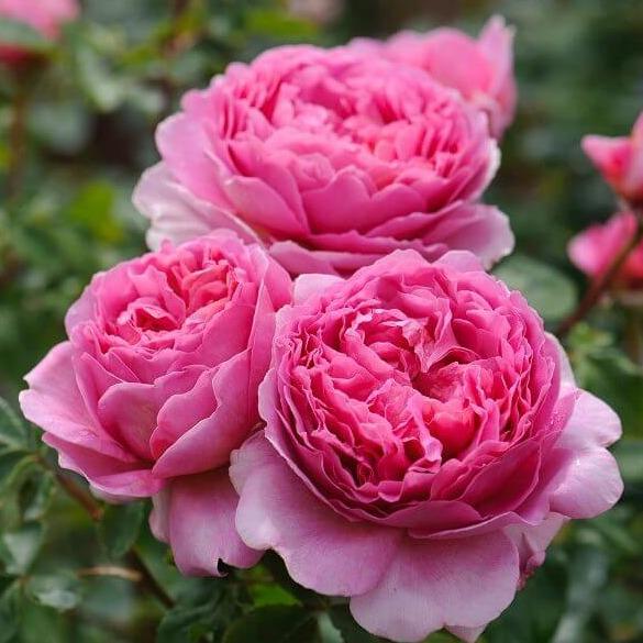 Princess Alexandra of Kent ® Floribunda Roses garden rose bushes potted or bare root plants