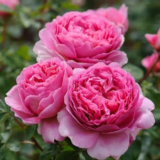 Princess Alexandra of Kent ® English Shrub Rose garden rose bushes potted or bare root plants