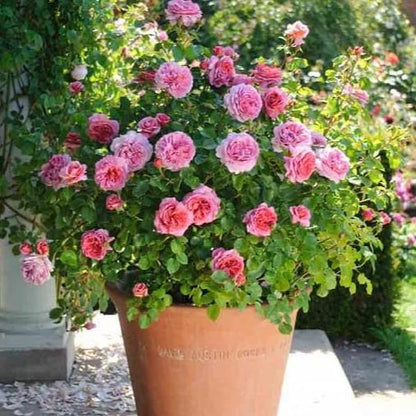 Princess Alexandra of Kent ® Floribunda Roses garden rose bushes potted or bare root plants