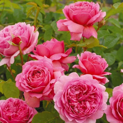 Princess Alexandra of Kent ® Floribunda Roses garden rose bushes potted or bare root plants