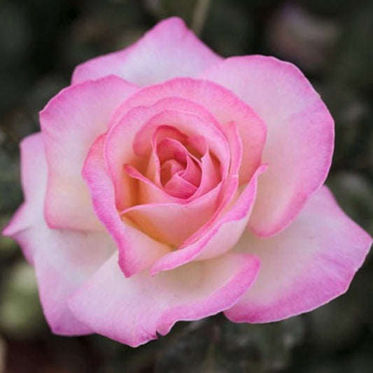 Princesse de Monaco ®' Climbing Roses garden rose bushes potted or bare root plants