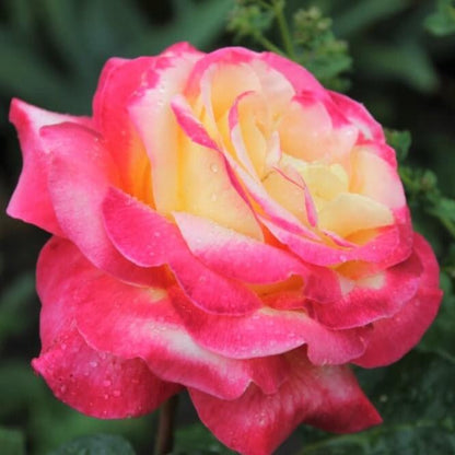 Pullman Orient Express ®' Hybrid Tea Roses garden rose bushes potted or bare root plants