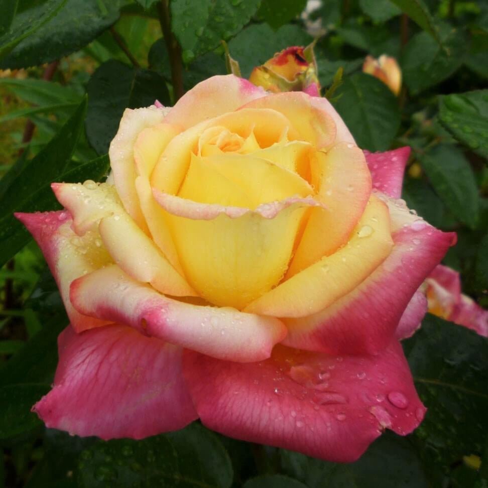 Pullman Orient Express ®' Hybrid Tea Roses garden rose bushes potted or bare root plants