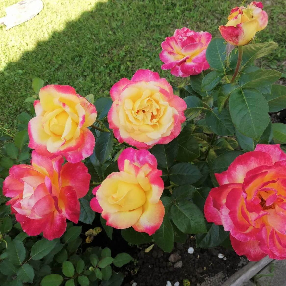 Pullman Orient Express ®' Hybrid Tea Roses garden rose bushes potted or bare root plants