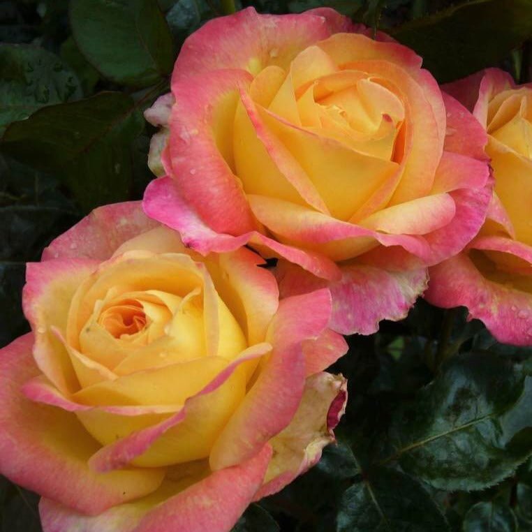 Pullman Orient Express ®' Hybrid Tea Roses garden rose bushes potted or bare root plants