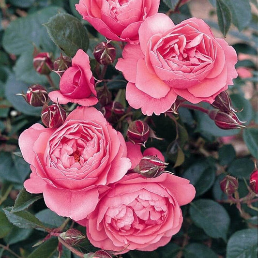 Raymond Blanc ®' Hybrid Tea Roses garden rose bushes potted or bare root plants