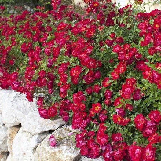 Red Drift ®' Floribunda Roses garden rose bushes potted or bare root plants