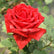 Red Intuition ® | Hybrid Tea Roses | Garden Rose Bush – Famous Roses World