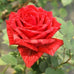 Red Intuition ® | Hybrid Tea Roses | Garden Rose Bush – Famous Roses World