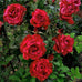 Red Intuition ® | Hybrid Tea Roses | Garden Rose Bush – Famous Roses World