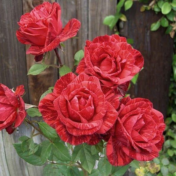 Red Intuition ® | Hybrid Tea Roses | Garden Rose Bush – Famous Roses World