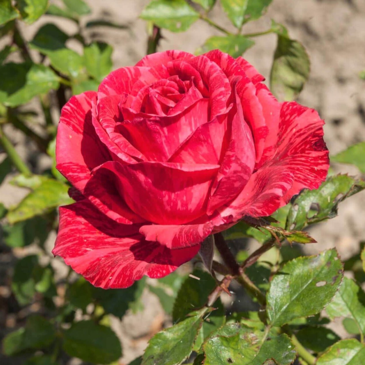 Red Intuition ® | Hybrid Tea Roses | Garden Rose Bush – Famous Roses World