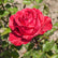 Red Intuition ® | Hybrid Tea Roses | Garden Rose Bush – Famous Roses World