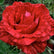Red Intuition ® | Hybrid Tea Roses | Garden Rose Bush – Famous Roses World