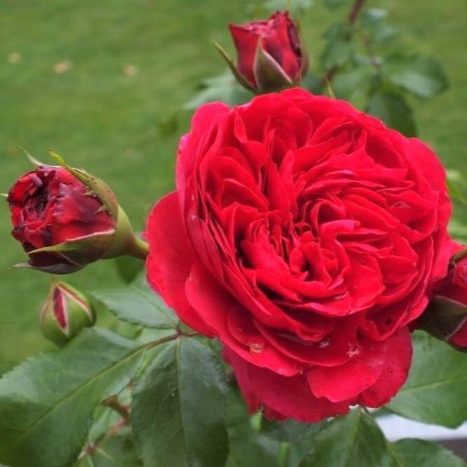 Red Leonardo da Vinci ® | Floribunda Roses | Garden Rose Bush – Famous ...