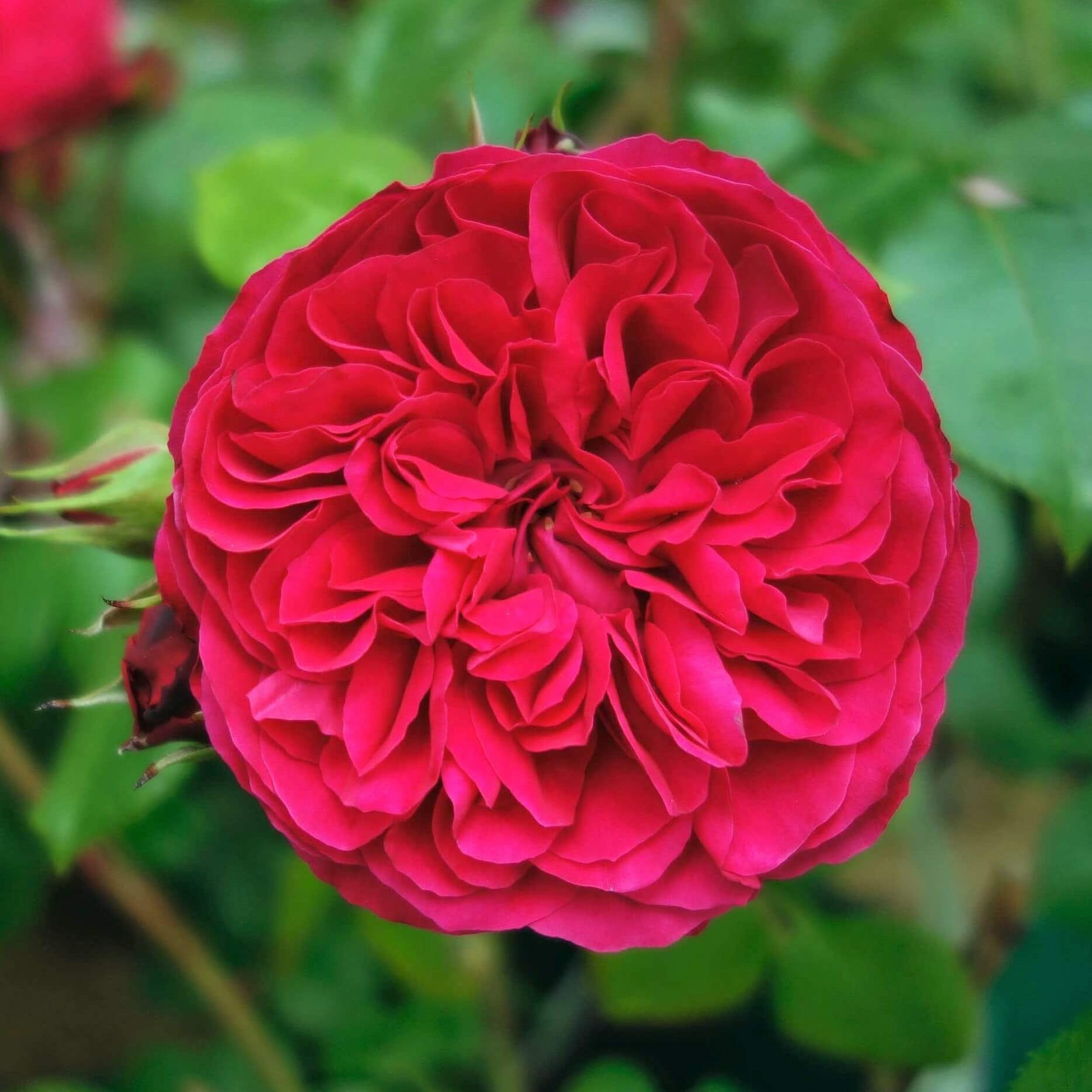 Red Leonardo da Vinci ® | Floribunda Roses | Garden Rose Bush – Famous ...