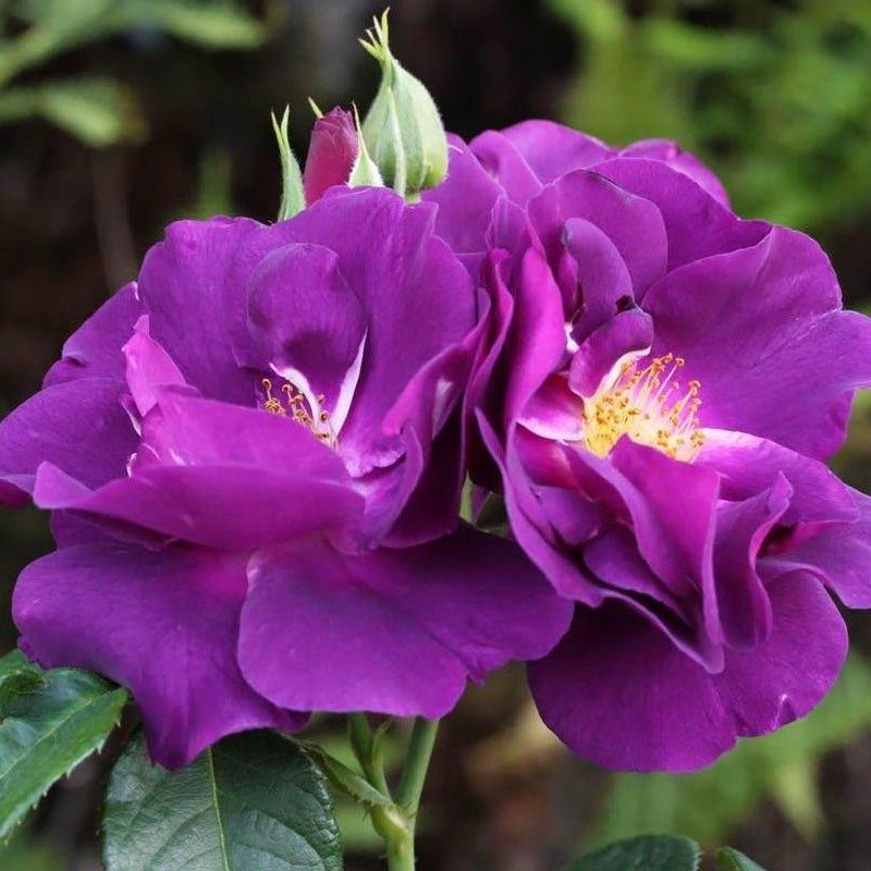 Blue Rhapsody Same Races Rhapsody in Blue – floribunda rose with unusual violet-purple flowers ...