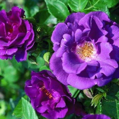 Rhapsody in Blue ® Plants garden rose bushes potted or bare root plants