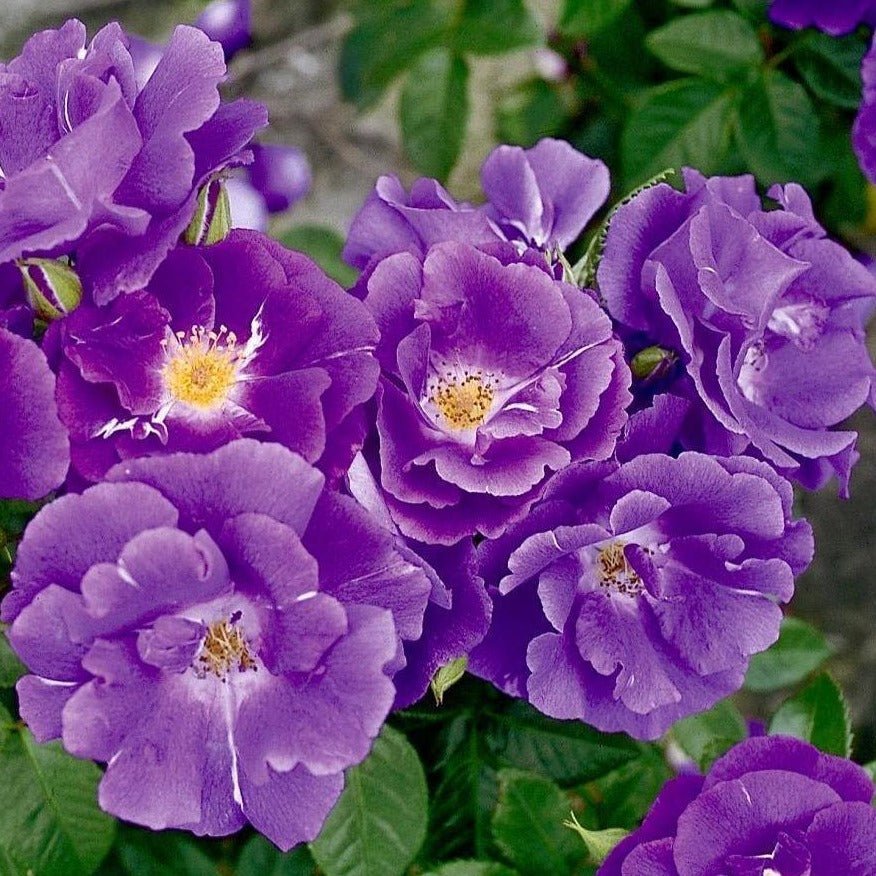 Rhapsody in Blue ® Plants garden rose bushes potted or bare root plants