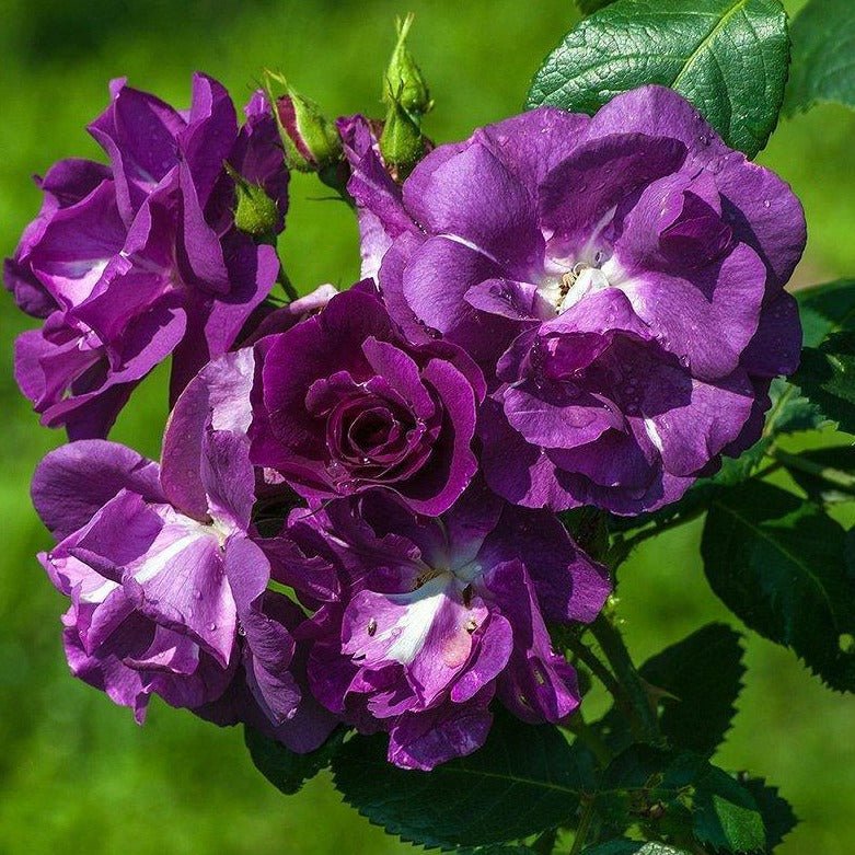 Rhapsody in Blue ® Plants garden rose bushes potted or bare root plants