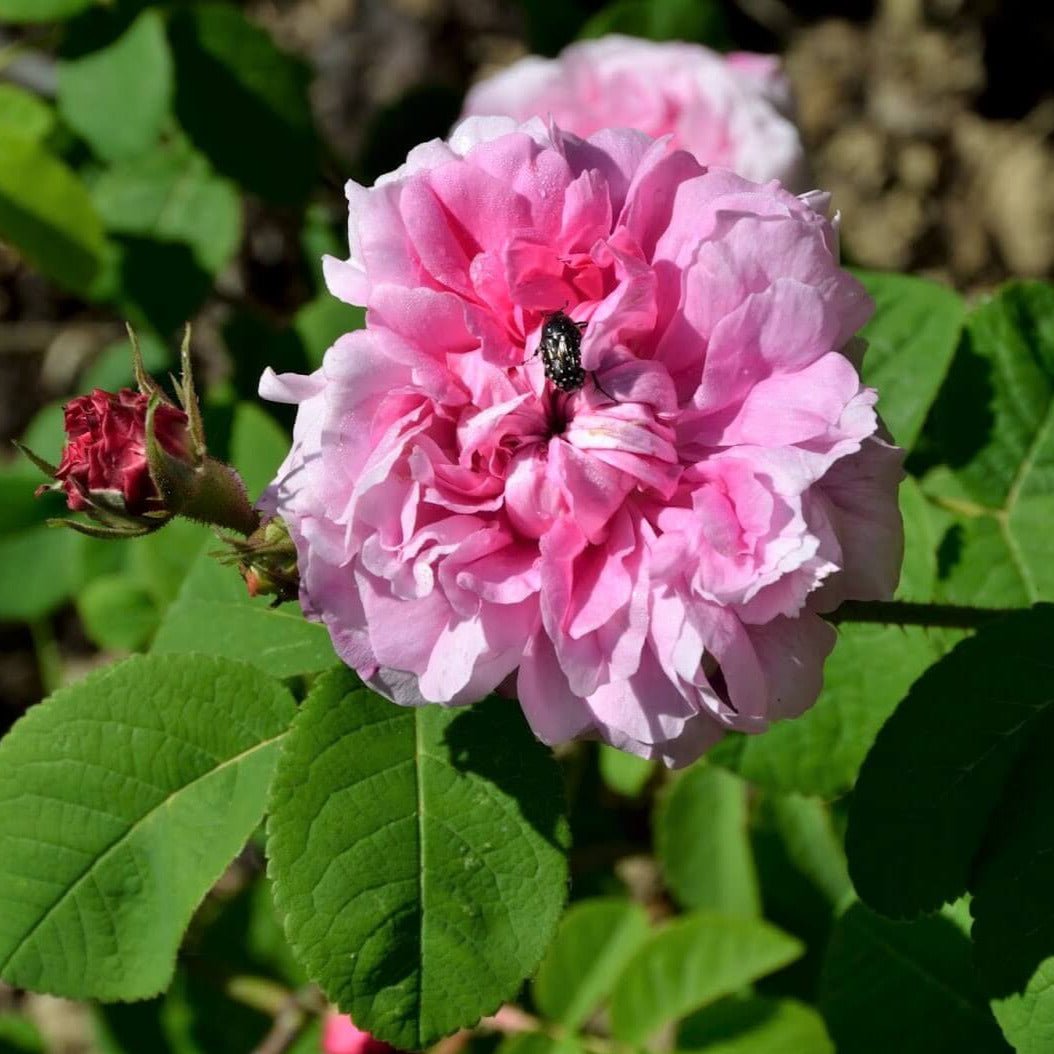 Rosa Damascena Trigintipetala ® Floribunda Roses garden rose bushes potted or bare root plants