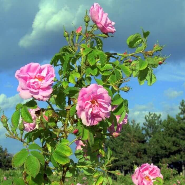 Rosa Damascena Trigintipetala ® Floribunda Roses garden rose bushes potted or bare root plants