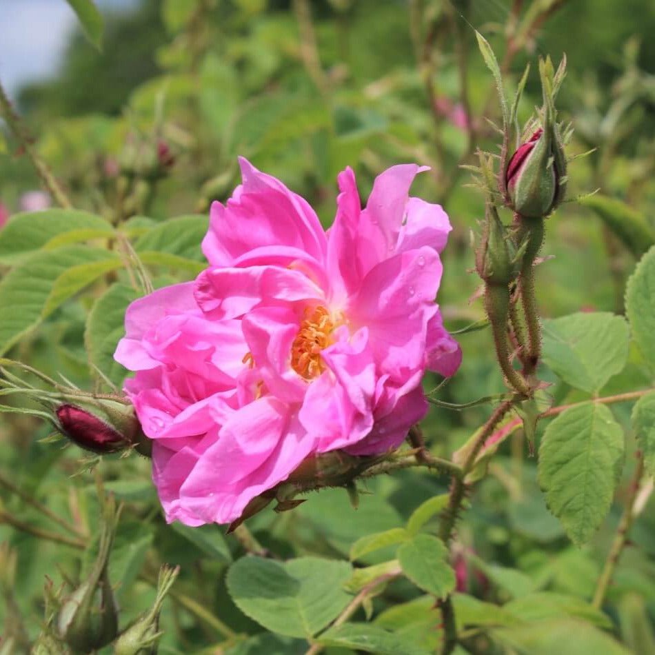 Rosa Damascena Trigintipetala ® Floribunda Roses garden rose bushes potted or bare root plants