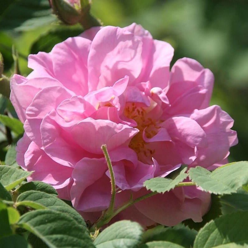 Rosa Damascena Trigintipetala ® Floribunda Roses garden rose bushes potted or bare root plants